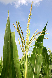 Flint corn